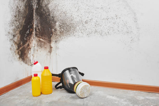 Professional Mold Remediation in Rutherford, NJ