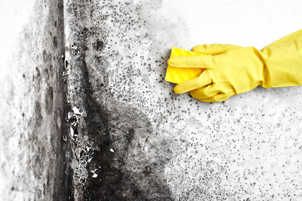 Best Mold Testing and Inspection Services in Rutherford, NJ
