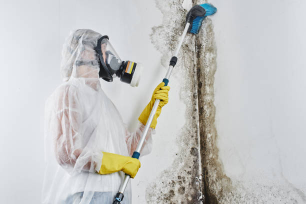 Best Commercial Mold Remediation in Rutherford, NJ