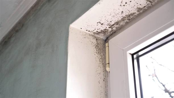 Trusted Rutherford, NJ Mold Remediation Experts