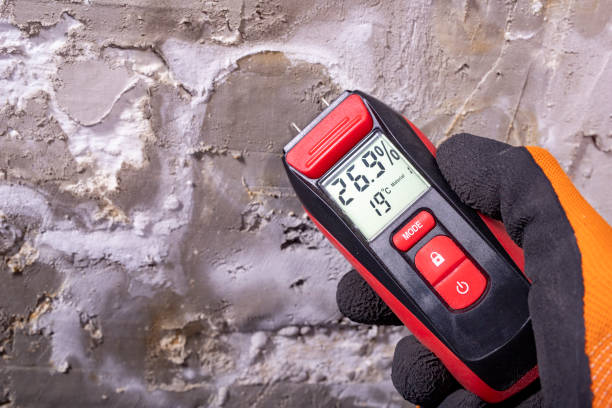 Best Black Mold Remediation in Rutherford, NJ