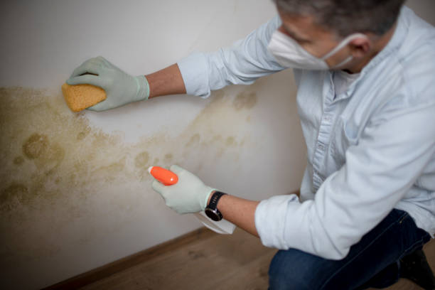  Rutherford, NJ Mold Removal Pros