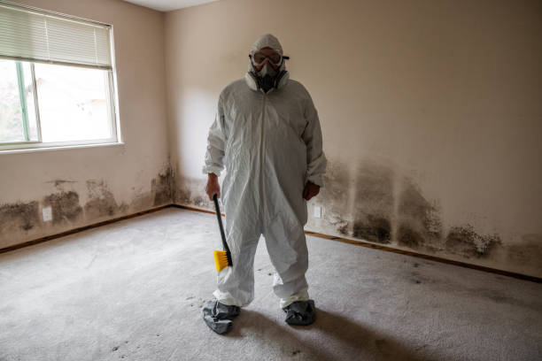 Best Mold Remediation for Schools in Rutherford, NJ