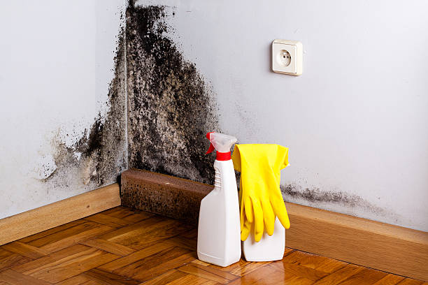Best Insurance-Related Mold Remediation in Rutherford, NJ